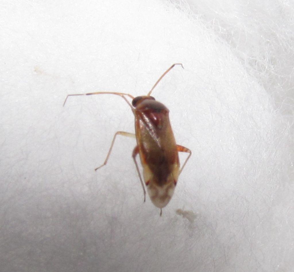 Miridae: Pinalitus cervinus   -  Istanbul (Turchia)